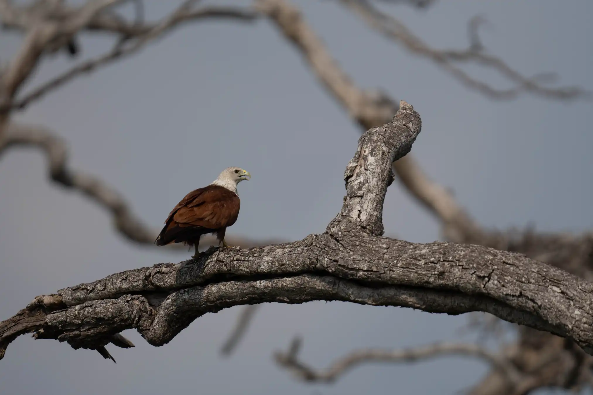 Brahminy kite perched on a dead tree against an open sky, Yala, Sri Lanka